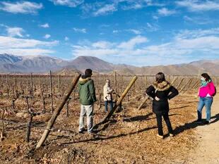 Viña San Esteban, comenzó a elaborar vino en 1974; hoy el 98% de la línea de vinos In Situ se exporta a más de 20 países y acumula numerosos premios internacionales