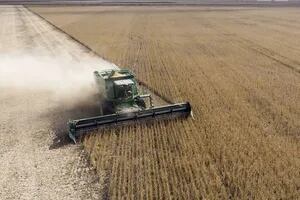Por un inesperado recorte en las cosechas de Estados Unidos, subieron los precios del maíz y de la soja