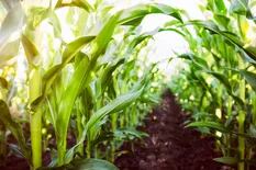 Buenos rindes y resultados económicos para el maíz en seis provincias