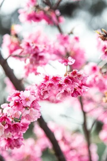 Comenzaron a florecer los cerezos y el Jardín Japonés se convierte en el paseo perfecto