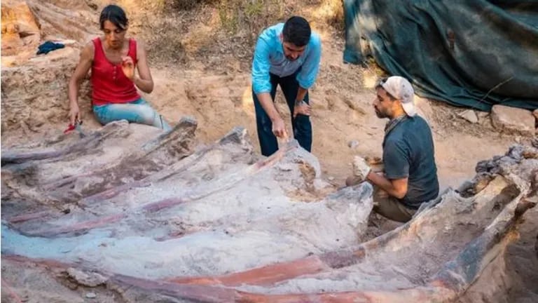 Sie fanden die Überreste eines 25 Meter langen Dinosauriers im Innenhof eines Hauses