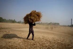 ARCHIVO - Un campesino indio carga trigo cosechado en un campo a las afueras de Jammy, India, el 28 de abril de 2022. (AP Foto/Channi Anand, Archivo)