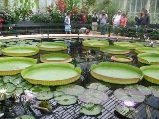 Los jardines de Kew, en Londres, tienen una larga tradición de plantas acuáticas