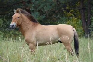 Hoy hay aproximadamente 400 caballos Przewalski libres en su hábitat original