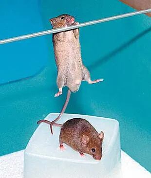 Fibro juega arriba del ratón a partir del cual fue clonado