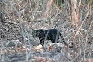 Entre la vegetación, el majestuoso leopardo negro en la reserva Tadoba de la India.