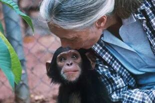 Goodall revolucionó el estudio del comportamiento animal cuando afirmó que los chimpancés fabricaban herramientas y tenían personalidades y emociones