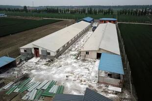 Polvo desinfectante alrededor de una granja porcina en Jiangjiaqiao, al norte de China