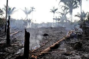 Los incendios intencionales se provocan para quemar tierras que luego se utilizan para cultivar