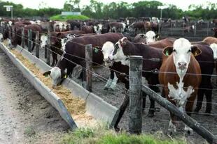 En ganadería, se contempla la venta forzosa de hacienda, tanto bovina, caprina, ovina o porcina, pero los requisitos son muy estrictos