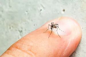 Dengue: se detectaron más de 6700 nuevos casos en una semana