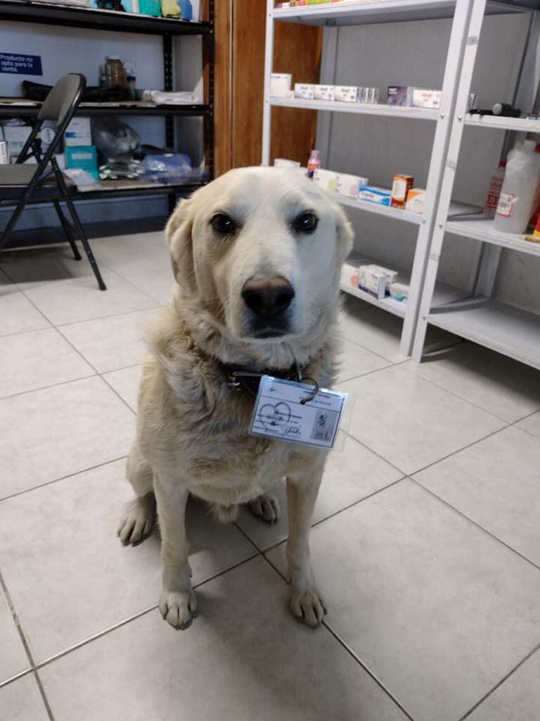 Matute, el perro callejero que se robó el cariño de los empleados de una farmacia