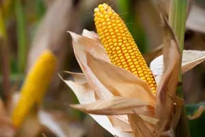 El maíz salió airoso en Chicago de una jornada muy negativa para los mercados