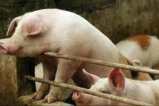 Fisiológicamente, los órganos del cerdo son muy similares a los de una persona