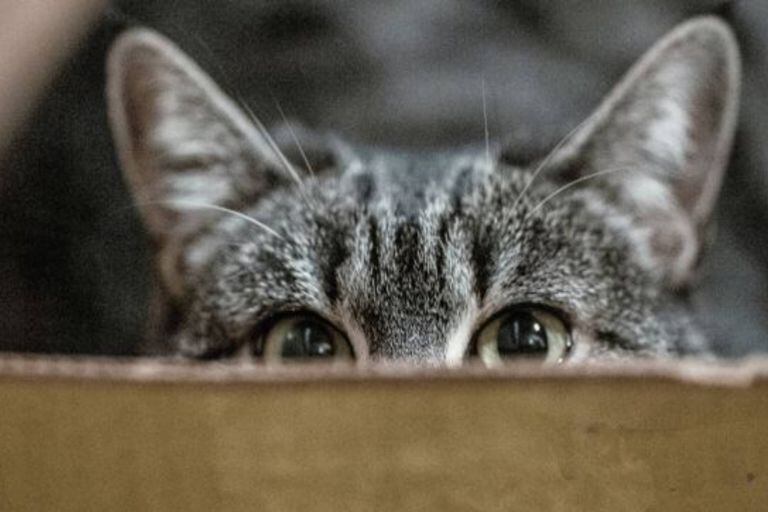 La paradoja del gato de Schrödinger es la más popular de la física cuántica.