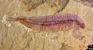 La especie fósil, Kylinxia, fue recolectada de la fauna de Chengjiang en la provincia de Yunnan, suroeste de China
