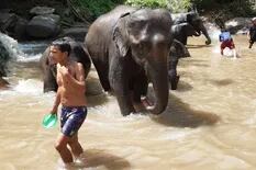 Mi experiencia con los elefantes en Tailandia