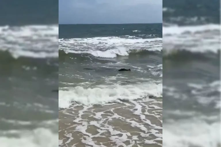 Stavano riposando su una spiaggia in Alabama, hanno visto un animale uscire dall’acqua e si sono spaventati