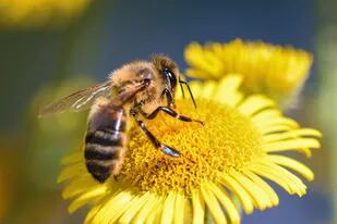 El “cóctel” químico que está matando a las abejas en todo el mundo