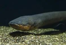 El descubrimiento sobre las anguilas eléctricas que sorprendió a los científicos