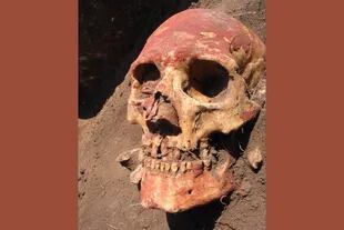 Cráneo humano de la Edad de Bronce, de la cultura Yamnaya, pintado con ocre rojo