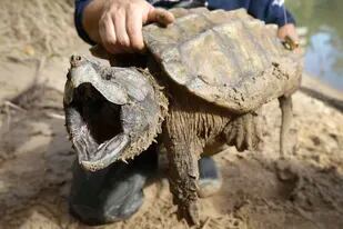 Un ejemplar macho de tortuga caimán abre el hocico después de ser capturado por el Turtle Survival Alliance-North American como parte del proceso para etiquetar tortugas