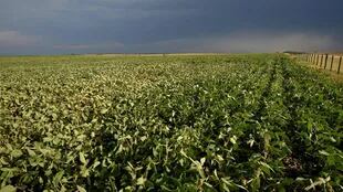 Los productores de soja pagan un impuesto del 33% para exportarlo, además de otros gravámenes