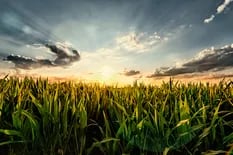 El consumo de fertilizantes en trigo y en maíz caerá más de un 27%