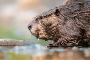 Los árboles roídos por los castores americanos en Tierra del Fuego no se recuperan
