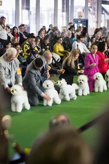 La exposición canina de Westminster ha llevado a cientos de perros al Madison Square Garden, en Manhattan