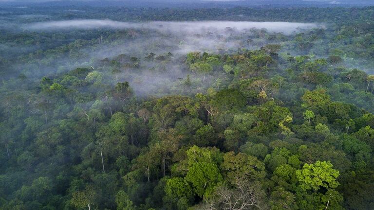 La selva amazónica es el hogar de una de cada 10 especies conocidas en la Tierra Foto: Ignacio Palacios/ BBC