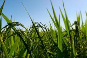 El INTA calculó la huella de carbono de la producción de arroz