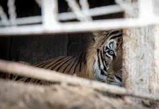 Cuatro tigres encerrados en un vagón hace 15 años serán rescatados por una organización internacional que ya llegó al país