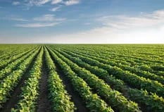 En la Argentina el productor siembra el equivalente a 2,5 veces para tener una sola cosecha