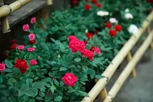 Rosas del Jardín Japonés de la Ciudad