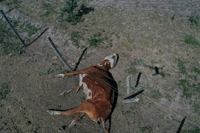 Una vaca yace muerta debajo de una cerca en la finca de Pablo Giailevra, donde más de 300 cabezas de ganado han muerto debido a la sequía en Tostado, provincia de Santa Fe, Argentina, el miércoles 18 de enero de 2023. (AP Foto/Gustavo Garello)