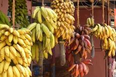 Habló sobre el futuro de la alimentación y fue contundente: “Comemos un solo tipo de banana aunque hay 2.000 variedades”