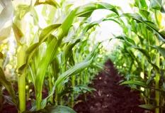El informe mensual del USDA dejó ajustes alcistas para las cotizaciones del maíz