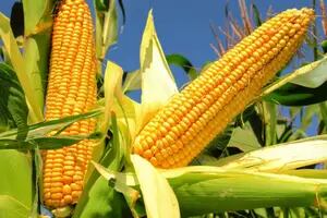 La agricultura  de precisión le pone nuevos techos a la producción de maíz