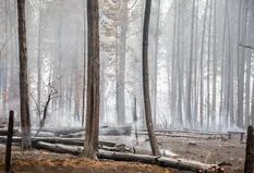 Patagonia argentina en llamas: cómo sobrellevan el frío las víctimas de los incendios