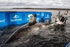 El tiburón blanco hembra gigante que fue apodado “reina del océano” y cuyo rastro es un misterio