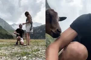 Quiso filmar la propuesta de matrimonio a su novia, pero una cabra apareció y arruinó todo