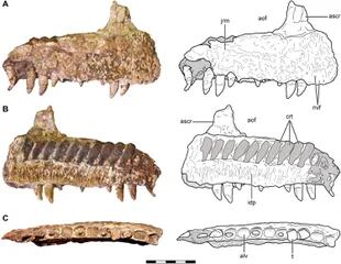 Restos del maxilar del espécimen hallado en la provincia de Neuquén