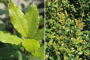 A la izquierda, Laurus nobilis y, a la derecha, Syzygium: dos especies de plantas muy usadas para formar cercos y, por lo tanto, propensas a sufrir el ataque del hongo que las enferma.