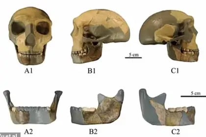 Al reconstruir la calavera y la mandíbula del niño que vivió hace 300.000 años, los científicos descubrieron que sus rasgos faciales se acercaban al humano moderno, mientras que su mandíbula sin un mentón marcado correspondía más a los denisovanos, un antepasado del Homo sapiens