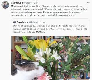 El polen vuela, se les pega y cuando se acicalan lo ingieren y es mortal”, explicó en su cuenta de Twitter Guadalupe, sobre la forma en que se intoxicó su gato