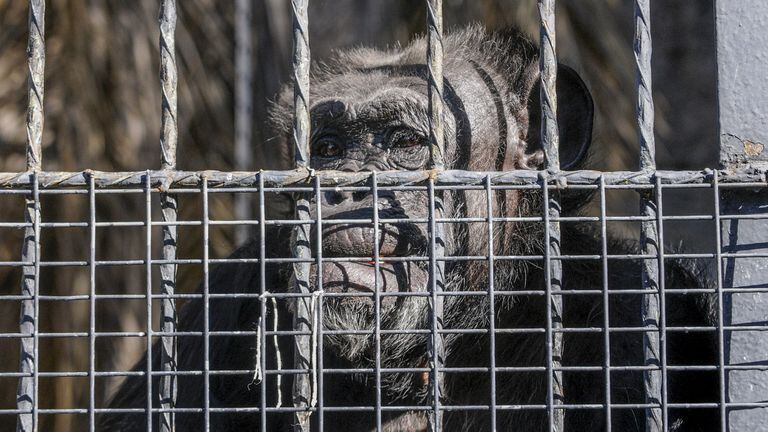 Chimpancé Cecilia Mendoza zoológico fallo judicial traslado santuario Brasil