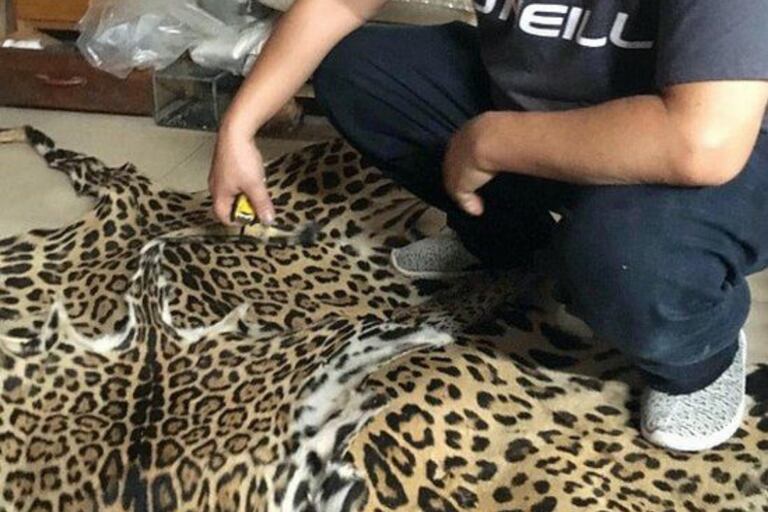 Pieles incautadas en Bolivia. Los jaguares son cazados por sus colmillos, huesos, piel y genitales, que se usan en Asia en medicina tradicional o como amuletos o joyas