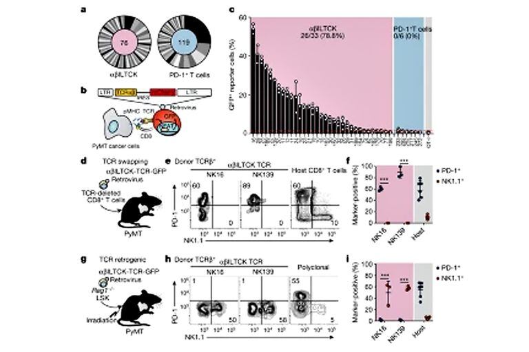 La diferenciación de αβILTCK diverge de las células T CD8 + convencionales durante el desarrollo tímico de una manera dependiente de la especificidad de TCR.