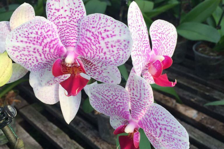 Las flores de las orquídeas son un verdadero manjar para la vista